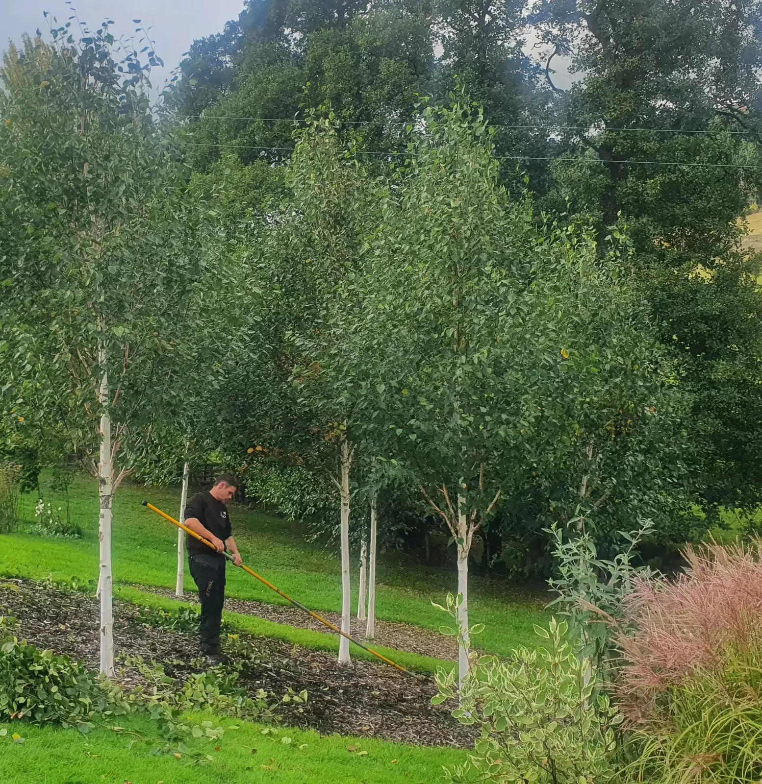 Tree Surgeon standing between birch trees with pole pruners