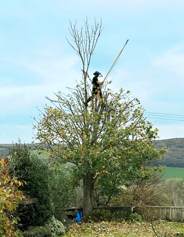 Pruning apple tree from tripod ladder