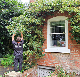 Pruning and plant care
