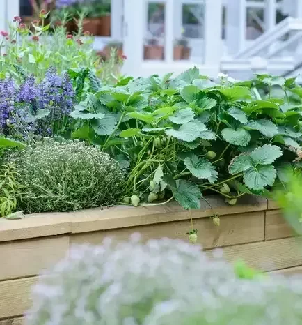 Therapy garden planting with herbs and strawberries built and designed by Roots Landscapes and Trees